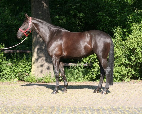 broodmare Hot Secret 2 (Westphalian, 2007, from Hotline)