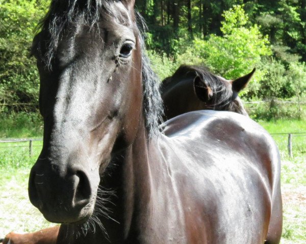 horse Große Freude (Oldenburg, 2010, from Sarkozy 3)