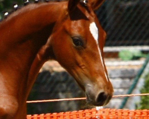 jumper Checker (German Riding Pony, 2010, from FS Champion de Luxe)