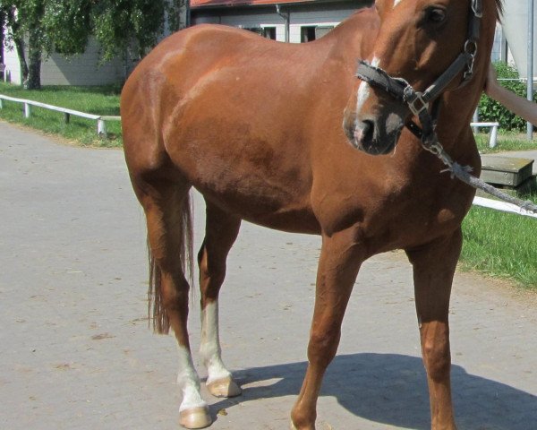 jumper Weldeur (Hanoverian, 2004, from Worldly I)