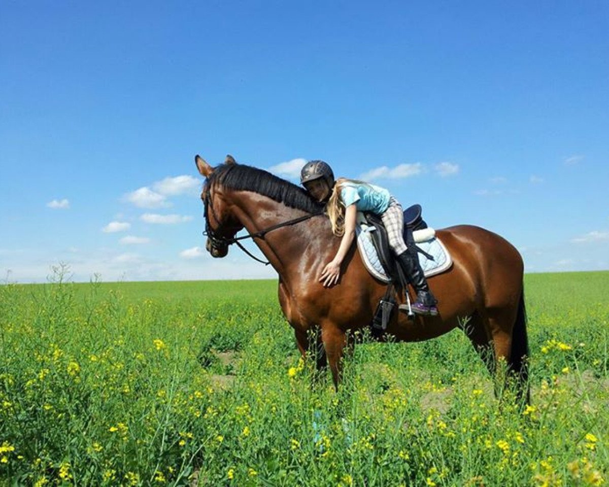 Horse D'Artagnan (Sax.-Thür. Heavy Warmbl., 2000, from Dinglinger)