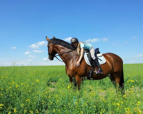 horse D'Artagnan (Sachs-door. Heavy Warmbl., 2000, from Dinglinger)