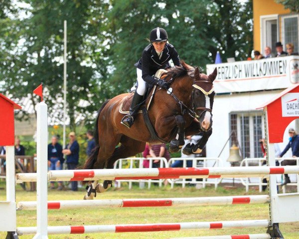 Springpferd Gialotta Z (Deutsches Sportpferd, 2010, von Guiness) Springpferd Gialotta Z (Deutsches Sportpferd, 2010, von Guiness)