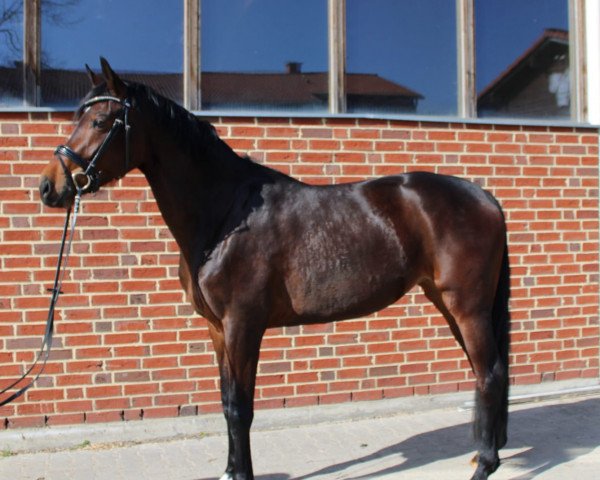 horse Flora Queen (Westphalian, 2018, from Franziskus FRH)