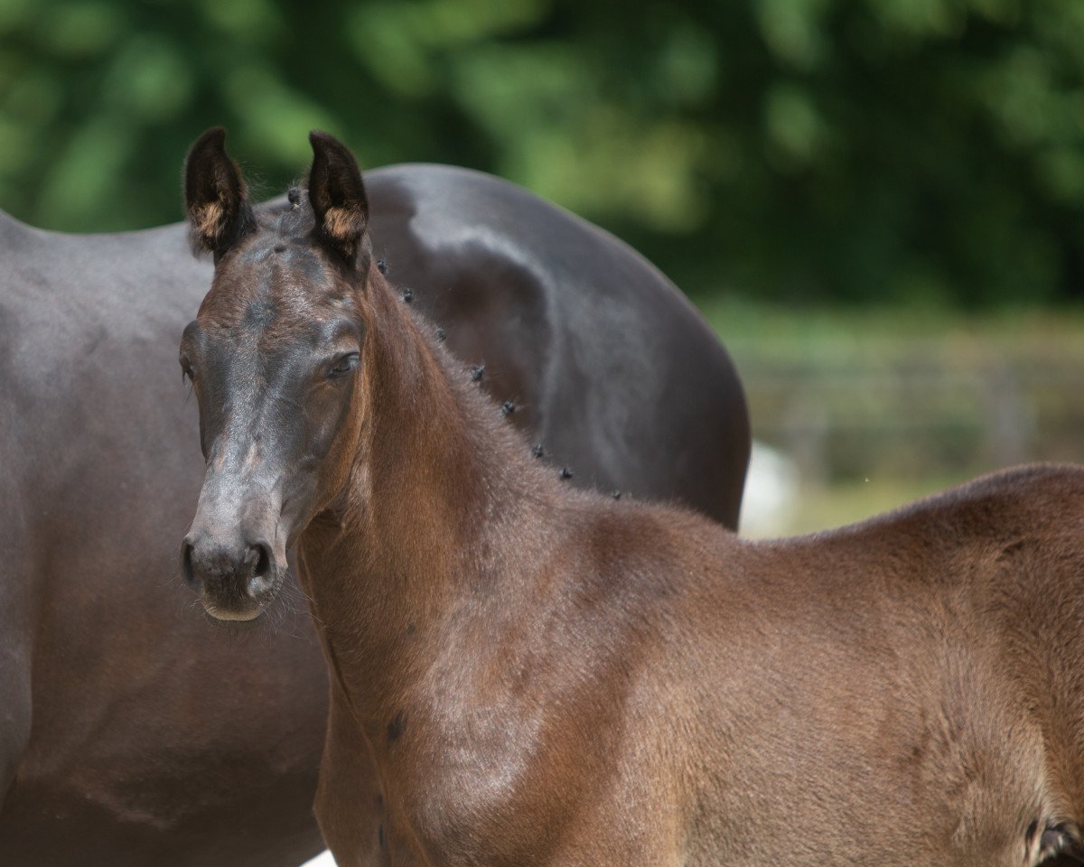 Pferd Elbwind (Trakehner, 2021, von Windfall)
