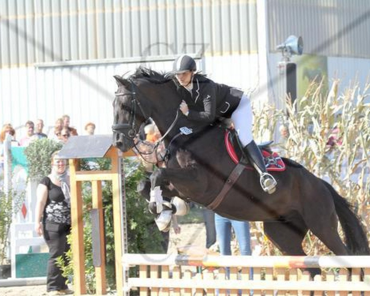 dressage horse Weltmax (Hanoverian, 2003)