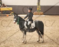 dressage horse Boy 222 (Welsh mountain pony (SEK.A), 1997, from Bengad Damusk Oak)