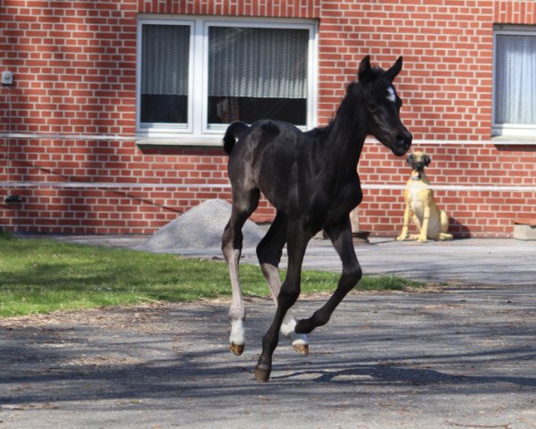 broodmare Dynamic's Beauty (Hanoverian, 2022, from Dynamic Dream)
