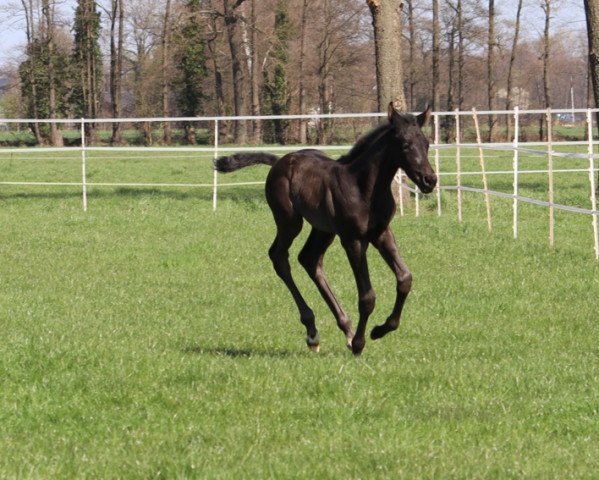 broodmare In Fashion (Hanoverian, 2022, from Imposantos)