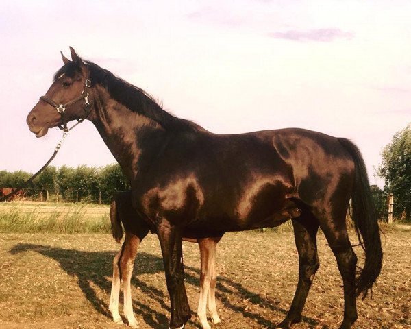 broodmare Belle Vurona STH (KWPN (Royal Dutch Sporthorse), 2006, from Fürst Heinrich)