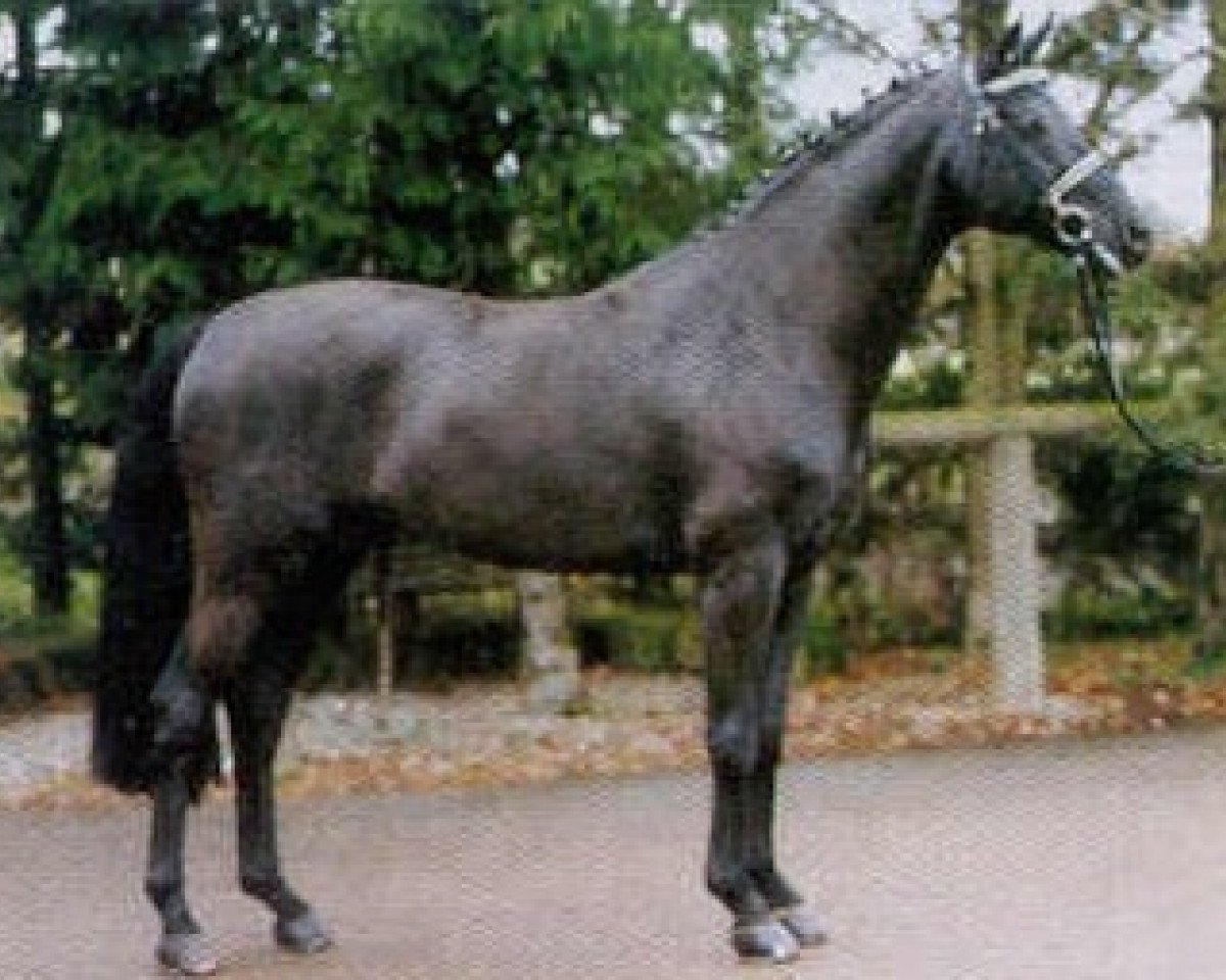 jumper Ruehmann (Hanoverian, 1992, from Rubinstein I)