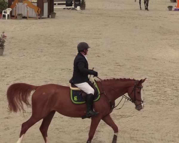 Reitturnier Westergellersen 2022