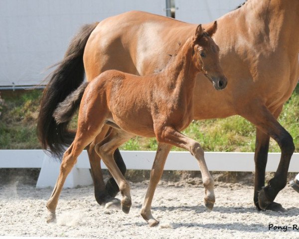 horse Gossip P (German Riding Pony, 2013, from Going East)
