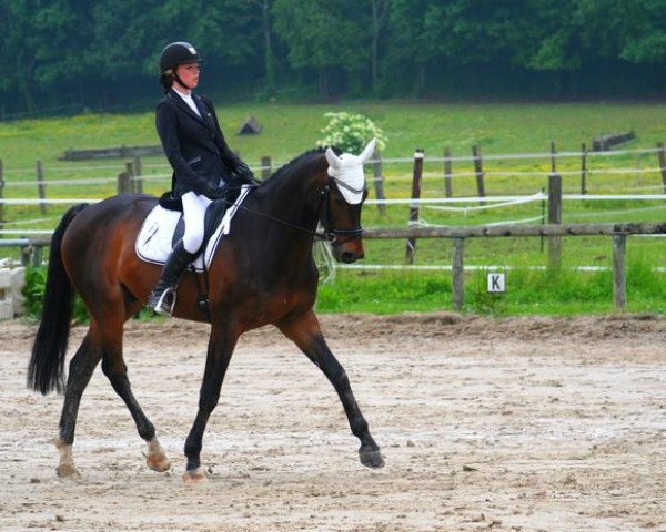 horse De Beauregard (Hanoverian, 1999, from Davignon I)