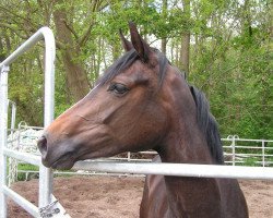 broodmare Filomena W 2 (Oldenburg, 2009, from Florencio I)
