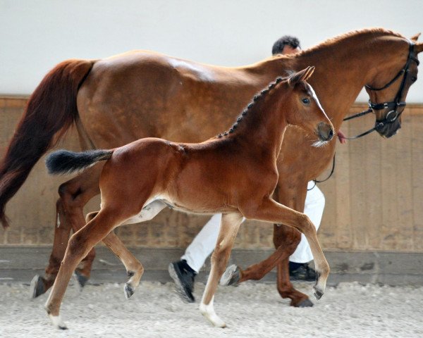 broodmare Gute Laune (Bavarian, 2013, from Monte Cain)