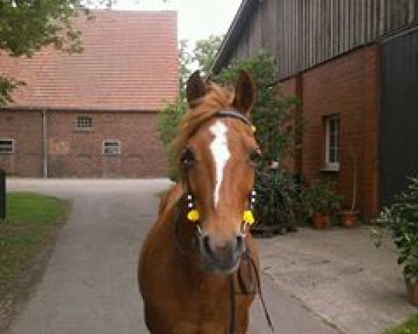 broodmare Nancy (Westphalian, 1992, from Nadol)