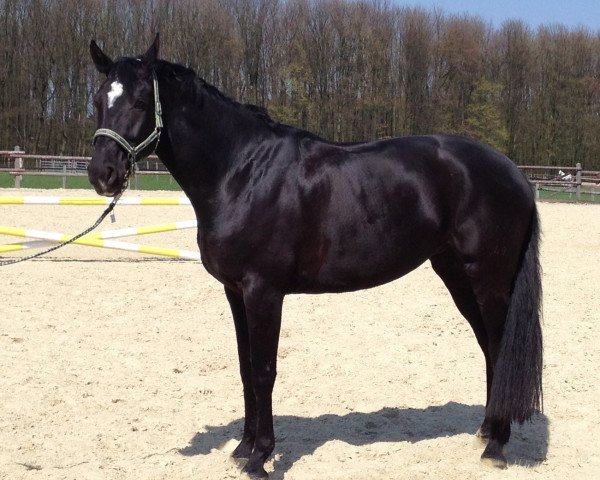 broodmare Sindarin (Hanoverian, 2006, from Sir Savoy)