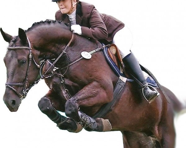 Pferd Eddy 175 (Hannoveraner, 2000, von Escudo I)