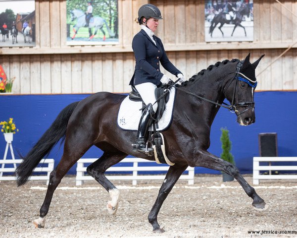 dressage horse Suana K (German Sport Horse, 2015, from Sezuan)