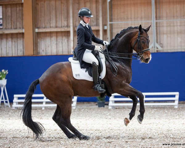 dressage horse FBW Dicaprio (Württemberger, 2011, from Diamo Gold)