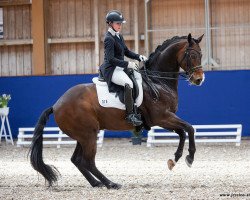 dressage horse FBW Dicaprio (Württemberger, 2011, from Diamo Gold)