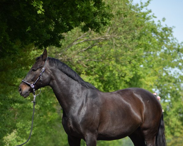 horse Donna 474 (Westphalian, 2000, from Don William)
