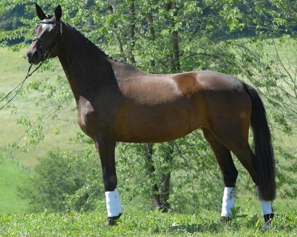 broodmare Ce la Luna (Trakehner, 2009, from Monteverdi)