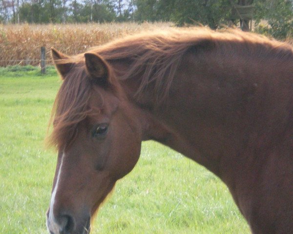 Pferd Steverheides Warlock (Deutsches Reitpony, 2004, von Werwolf) Pferd Steverheides Warlock (Deutsches Reitpony, 2004, von Werwolf)