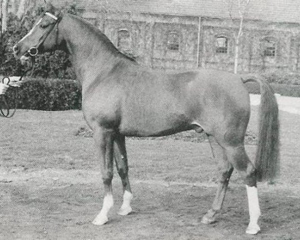 stallion Dschinn ox (Arabian purebred, 1969, from Nabuch 1964 ox)