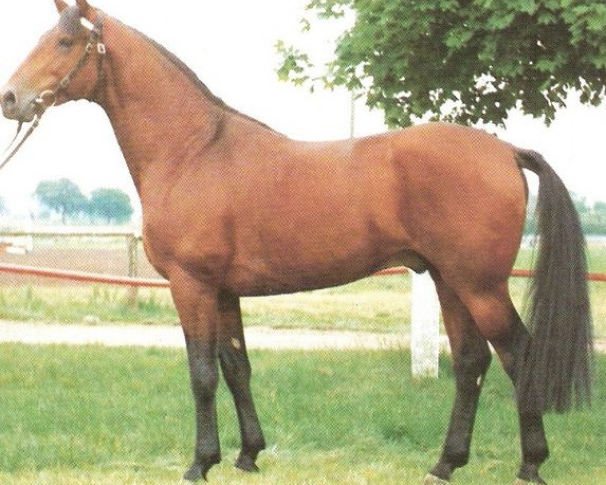 stallion Prunk (Württemberger, 1976, from Pregel)
