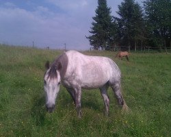 dressage horse Gucci (Rhinelander, 2004, from Goethe)