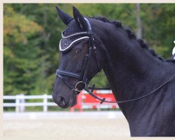 dressage horse Benedikt 36 (Hanoverian, 2011, from Bonifatius)