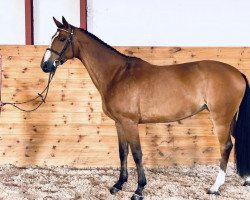 Springpferd Amaretto Sour (Westfale, 2016, von Aganix du Seigneur)