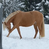 horse Pretty Little Paula (German Riding Pony, 2014, from Donatelli)