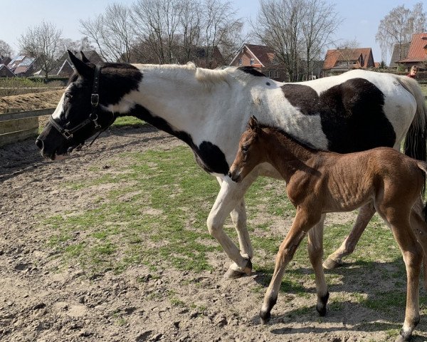 Pferd Buonarroti (Westfale, 2022, von Callaho's Benicio)