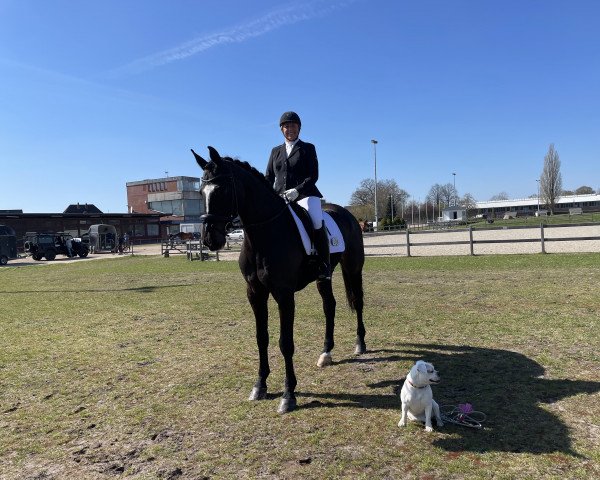 dressage horse Avagon S (Hanoverian, 2009, from Avagon)