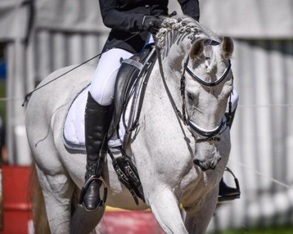 dressage horse Cantinero IV (Spanish Sport Horse, 2005, from Unbekannt PRE)
