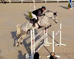 horse Rorschach (Czech Warmblood, 2015, from Radegast)