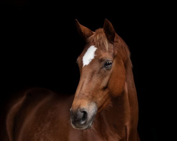 dressage horse Delilah 71 (Hanoverian, 2016, from DeLorean)