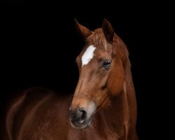 dressage horse Delilah 71 (Hanoverian, 2016, from DeLorean)