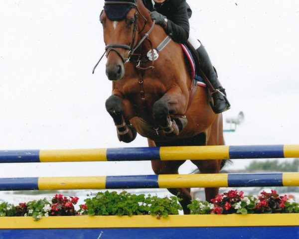 broodmare Lavalett 2 (Holsteiner, 1994, from Lavall II)