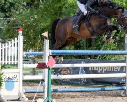 broodmare Dia Show (Oldenburg show jumper, 2009, from Diarado)