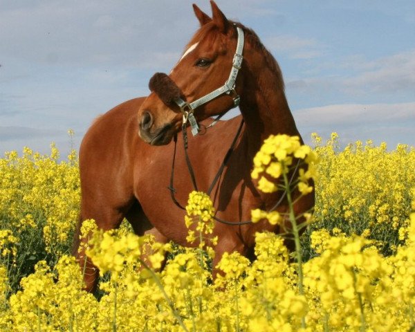 Springpferd Proventus xx (Englisches Vollblut, 2004, von Kalatos xx)