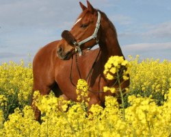 Springpferd Proventus xx (Englisches Vollblut, 2004, von Kalatos xx)