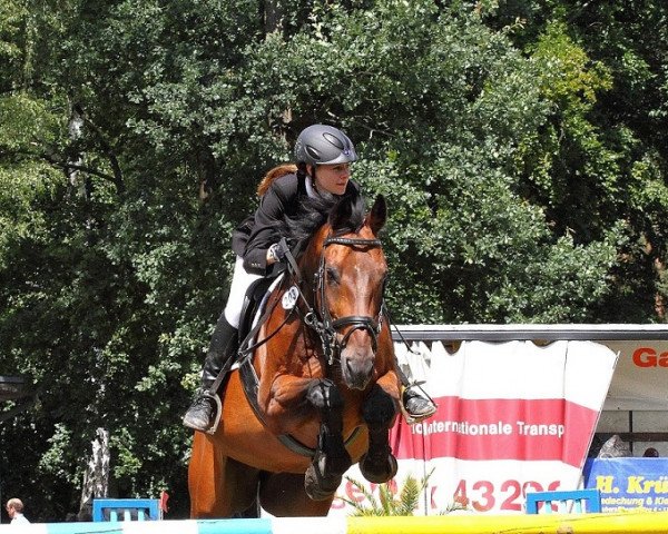 Springpferd San Capitello (Hannoveraner, 1993, von Sao Paulo) Springpferd San Capitello (Hannoveraner, 1993, von Sao Paulo)