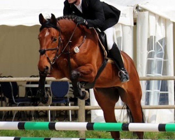 broodmare Candy Girl 10 (Hanoverian, 2008, from Chacco-Blue) broodmare Candy Girl 10 (Hanoverian, 2008, from Chacco-Blue)