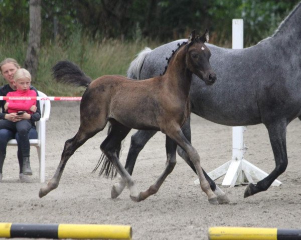 Pferd Golden Grey's Highlight (Deutsches Reitpony, 2021, von Golden Grey NRW)