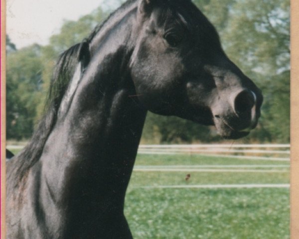 stallion El-Asaran ox (Arabian purebred, 1987, from El Aswad 1974 EAO)