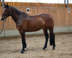 broodmare Cloudyna F (Holsteiner, 2006, from Calido I)